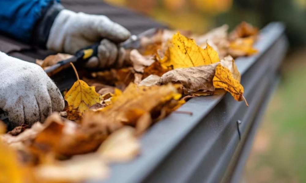 Leaf Removal Cape Town Leaf Removal Cape Town